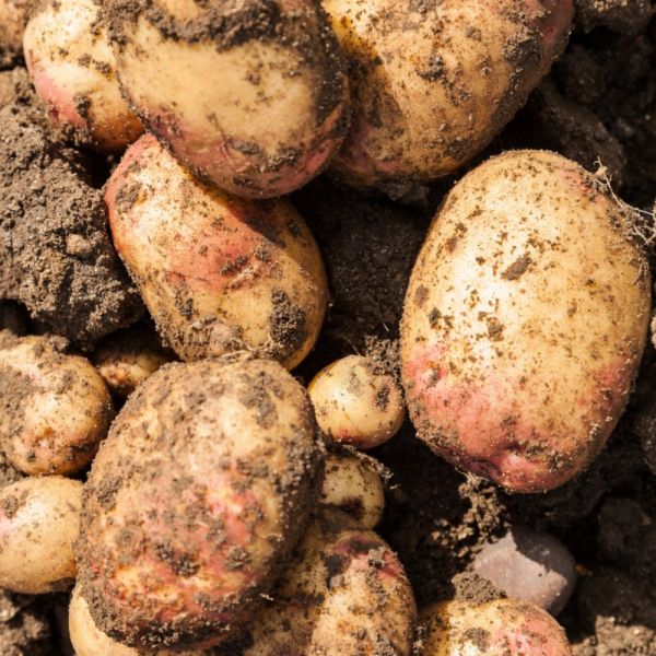 King Edward 2kg Main Crop Potatoes